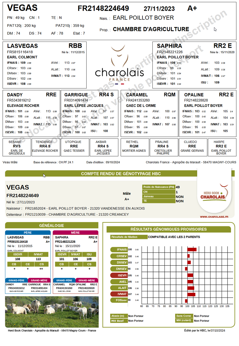 genealogie taureau charolais VEGAS