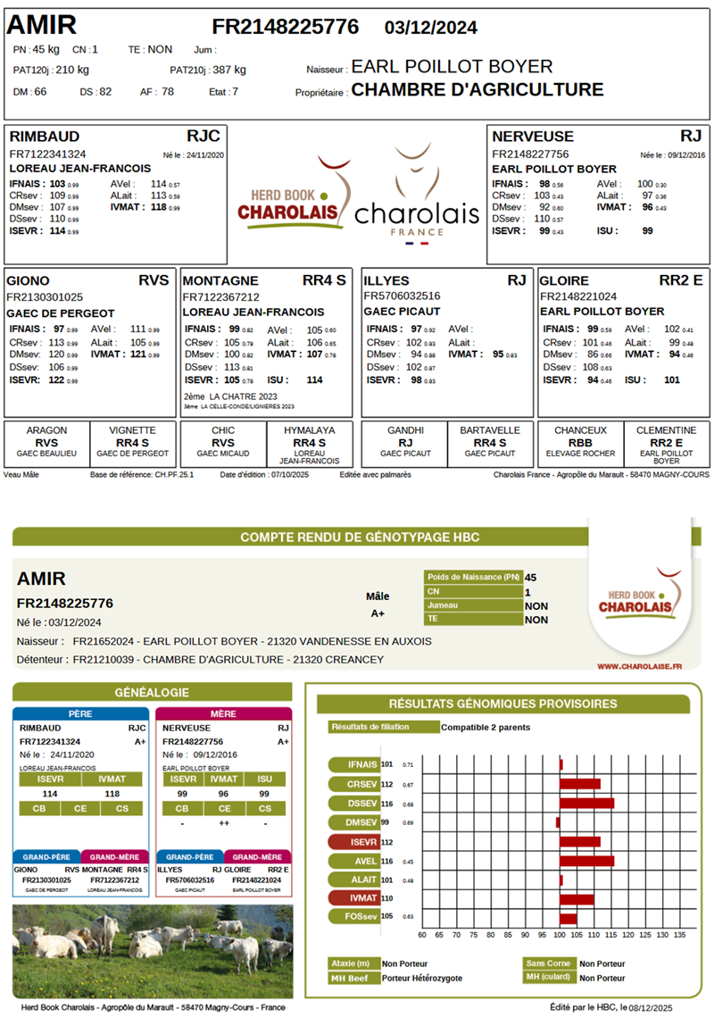 genealogie taureau charolais AMIR
