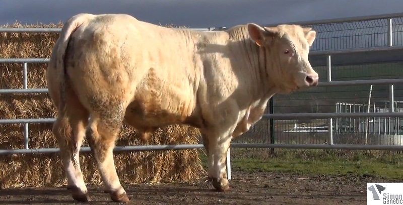 reproducteur charolais inscrit IDEFIX