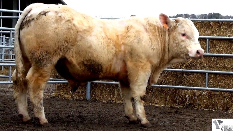 reproducteur charolais inscrit IRLANDAIS