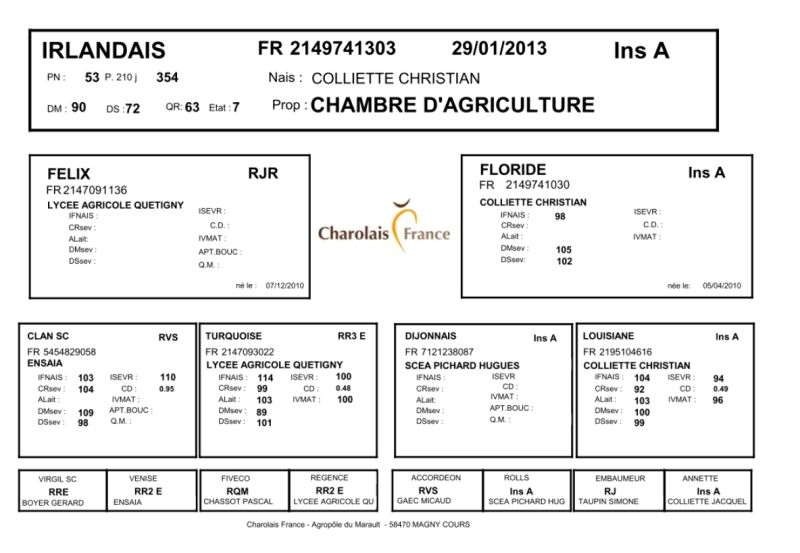 genealogie taureau charolais IRLANDAIS