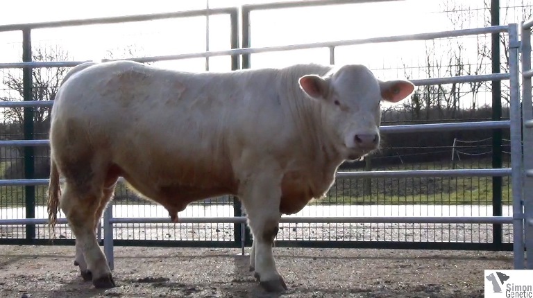 reproducteur charolais inscrit HELVETE