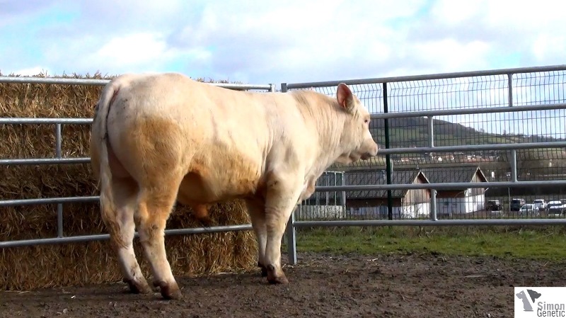 reproducteur charolais inscrit HAMSTER