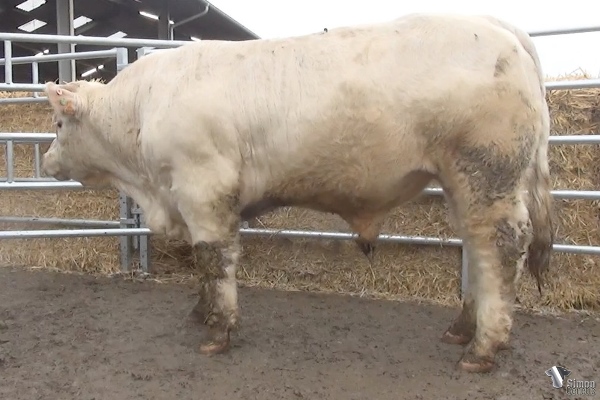 reproducteur charolais inscrit ROMEO