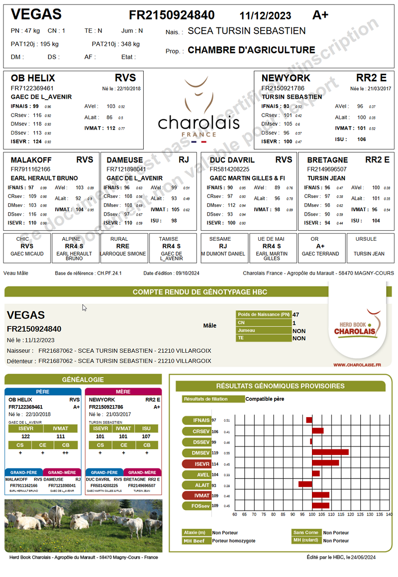 genealogie taureau charolais VEGAS