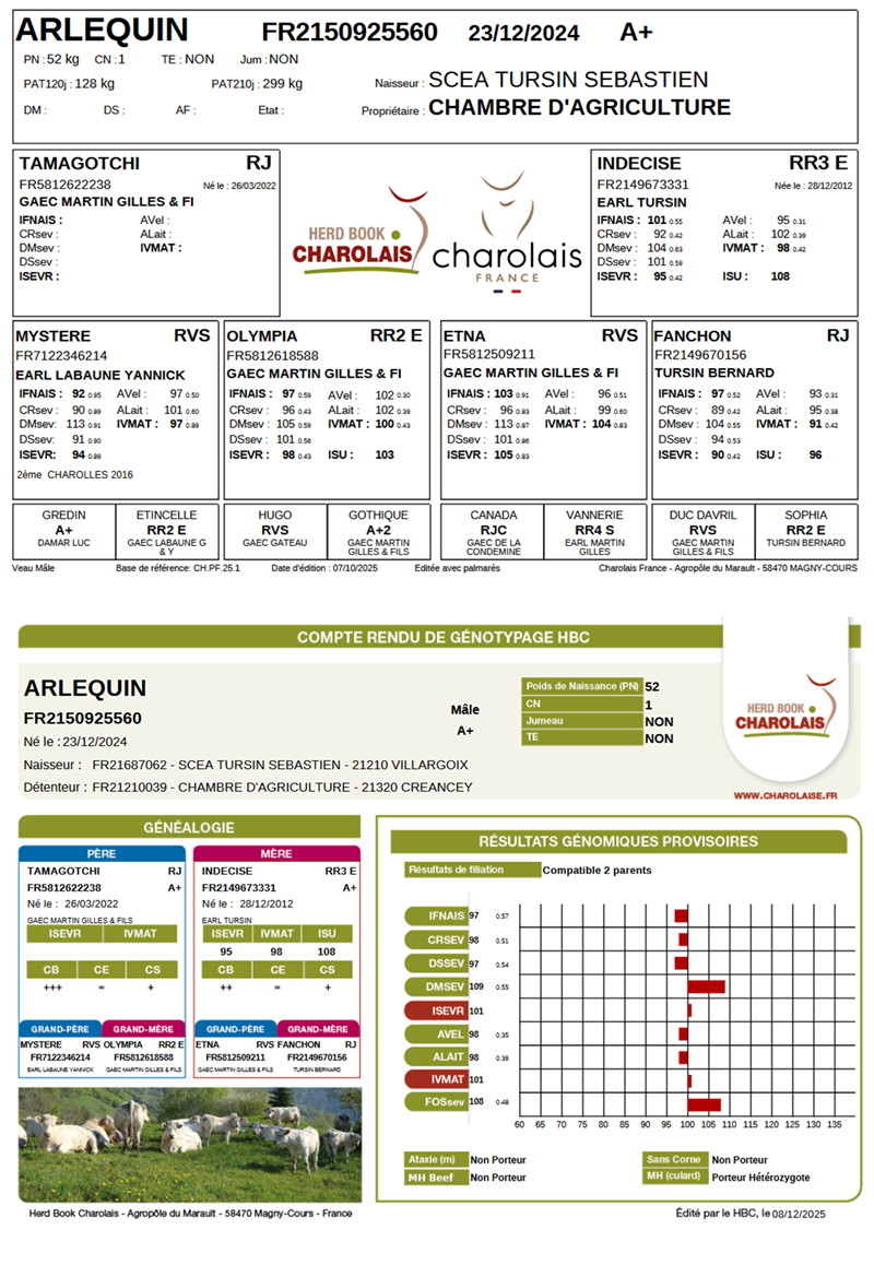 genealogie taureau charolais ARLEQUIN