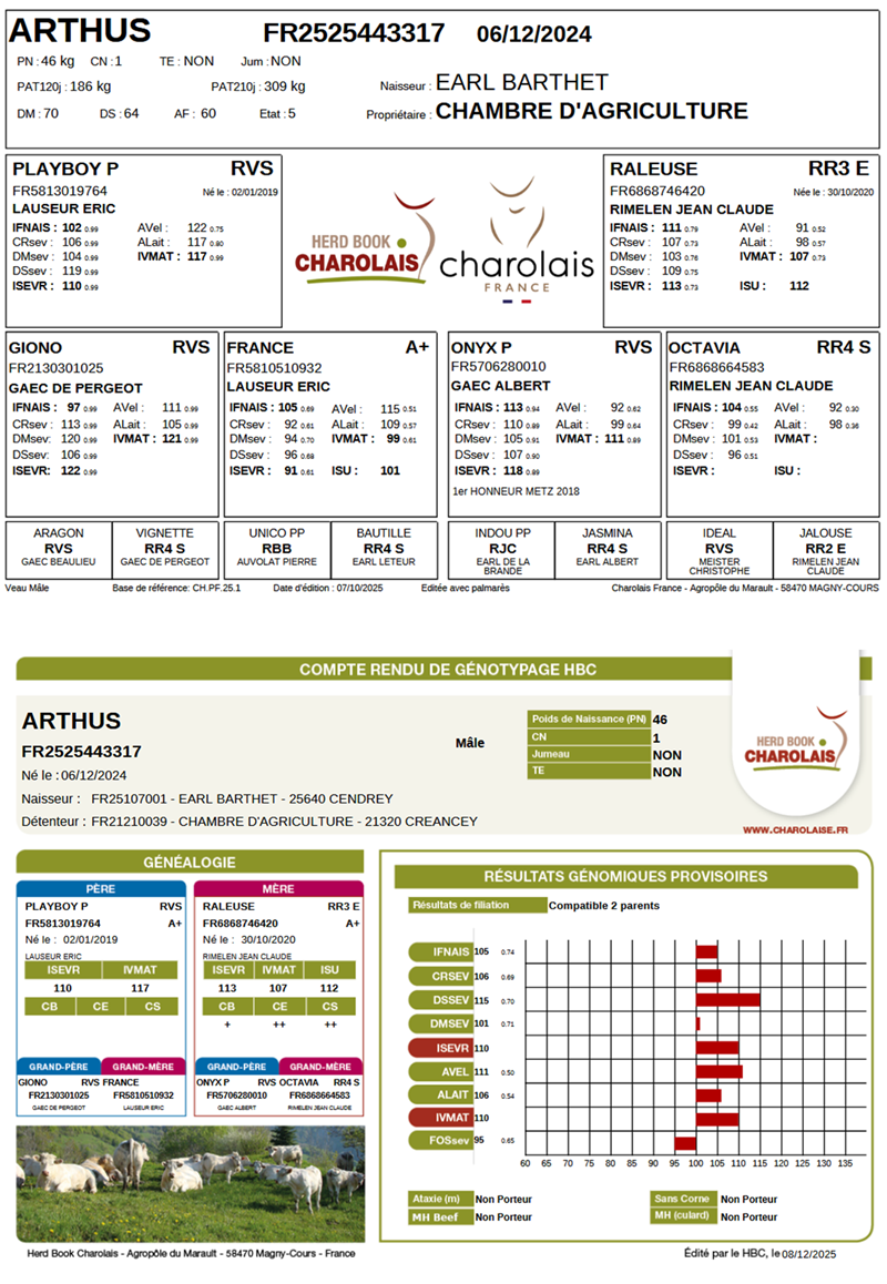 genealogie taureau charolais ARTHUS