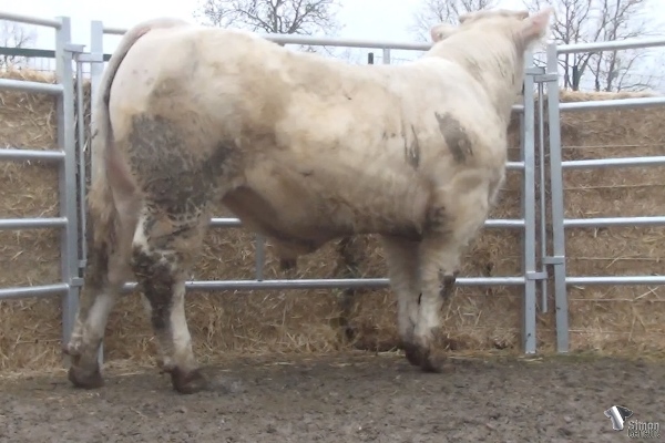 reproducteur charolais inscrit PILOTE