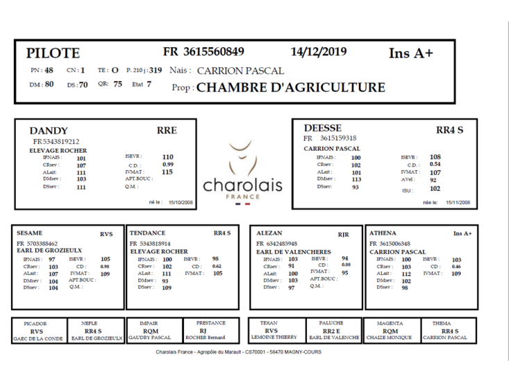 genealogie taureau charolais PILOTE