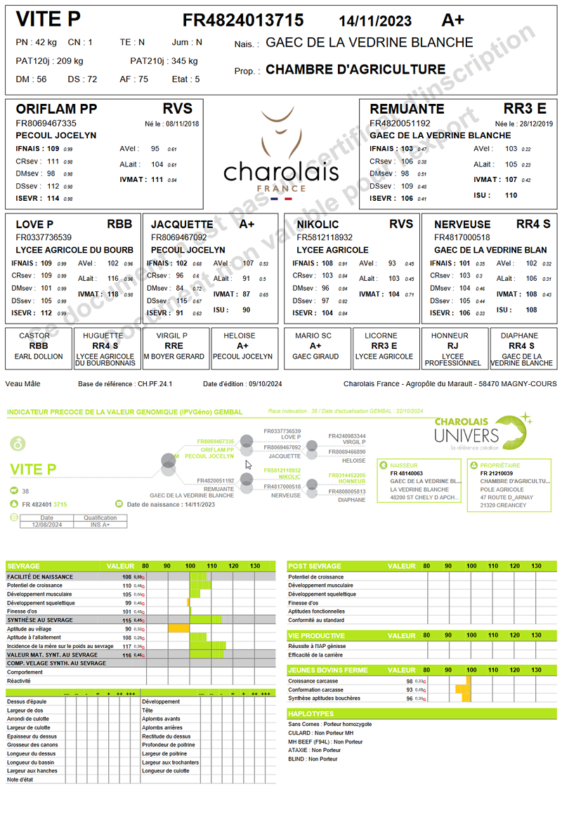genealogie taureau charolais VITE PP
