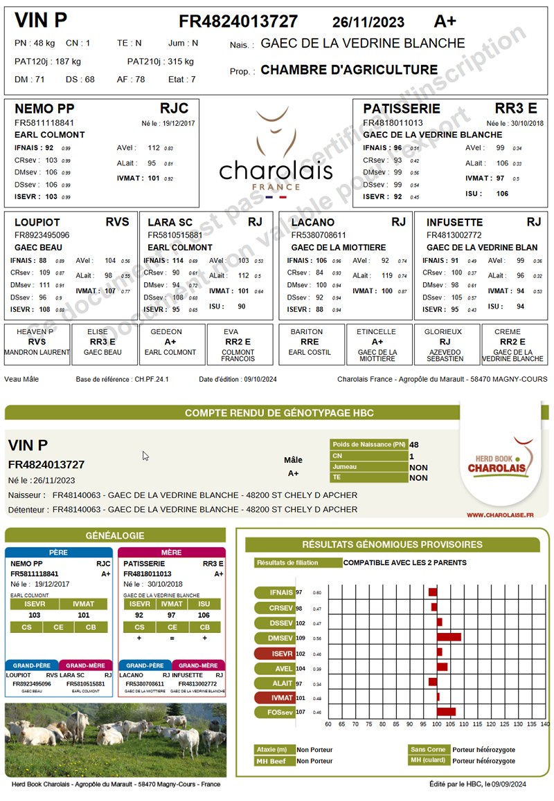 genealogie taureau charolais VIN P