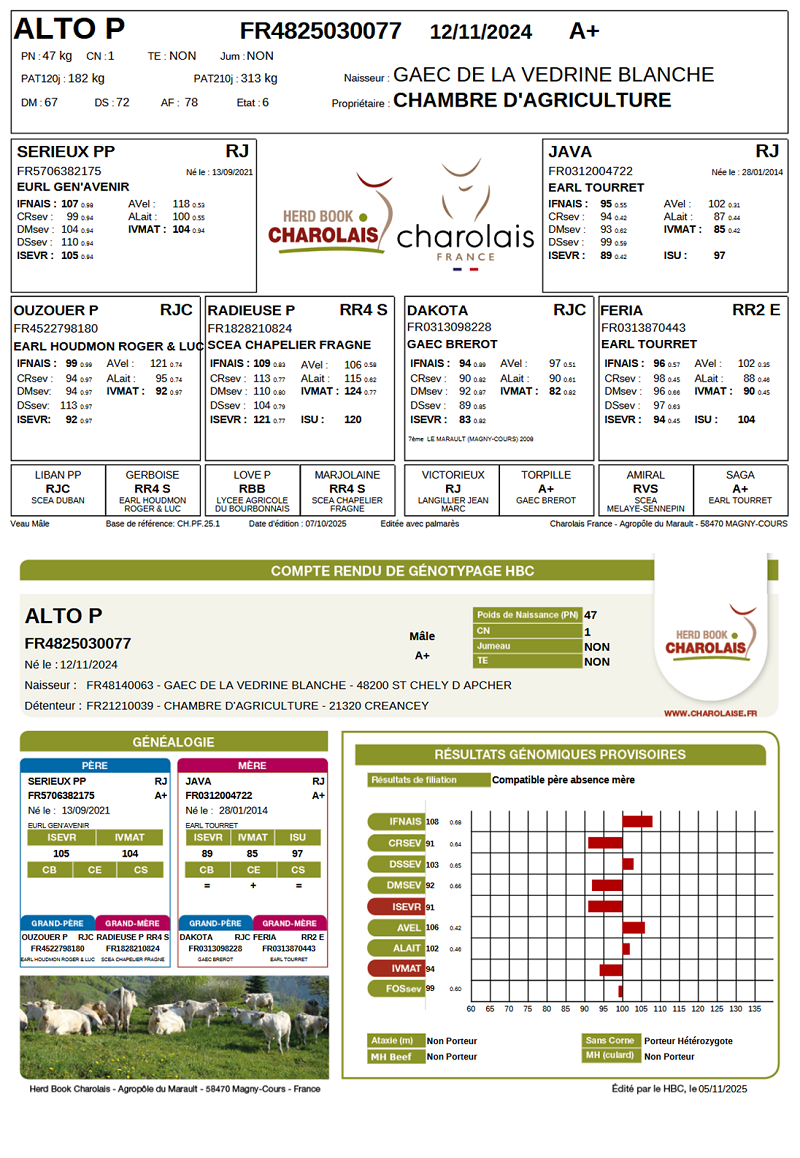 genealogie taureau charolais ALTO P