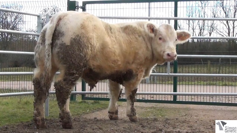reproducteur charolais inscrit IDEAL