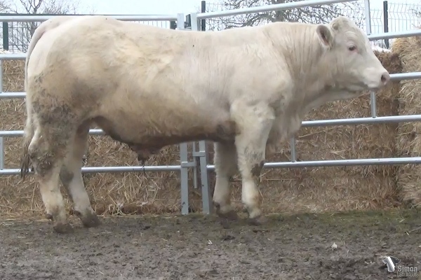 reproducteur charolais inscrit PATO