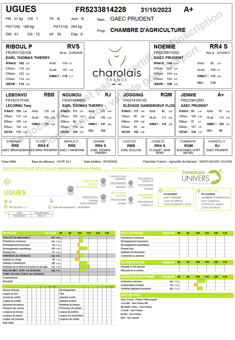 genealogie taureau charolais UGUES