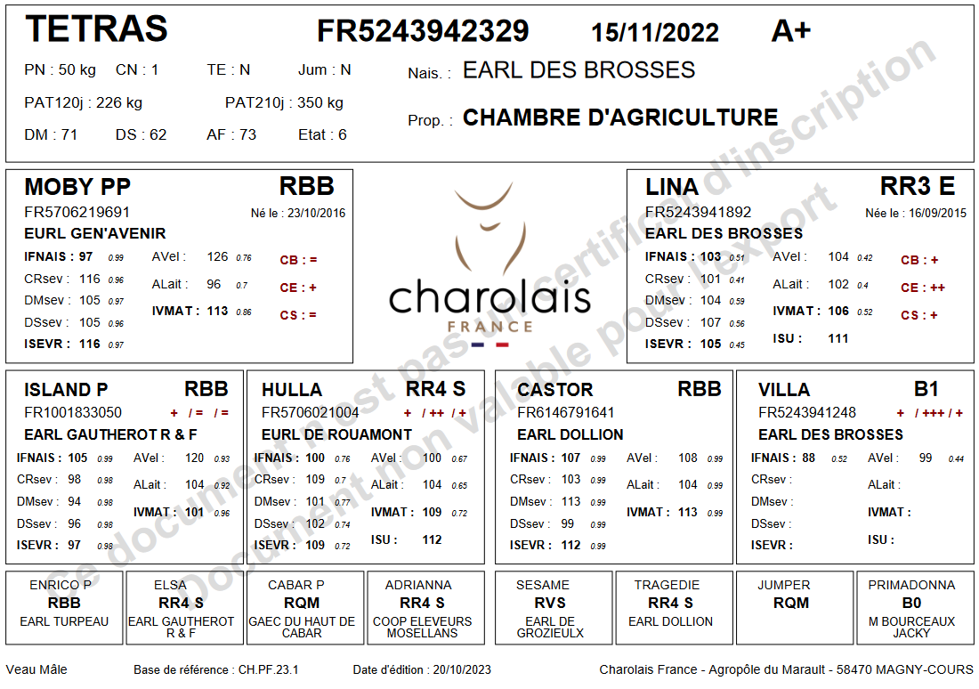 genealogie taureau charolais TETRAS P