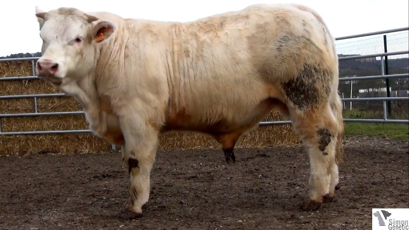 reproducteur charolais inscrit INSTANT