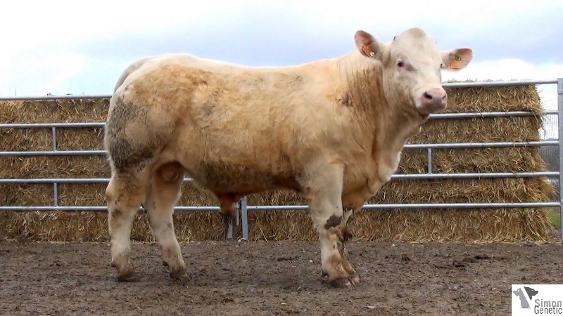 reproducteur charolais inscrit HITCHKOCK