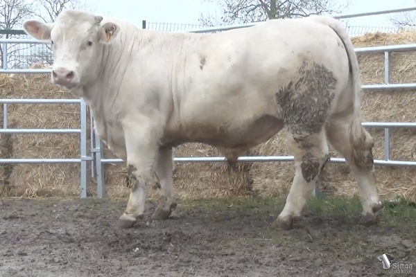 reproducteur charolais inscrit PRECIEUX