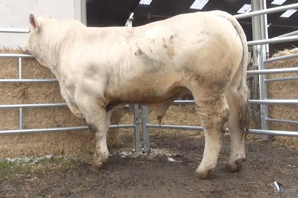 reproducteur charolais inscrit RELIEF P