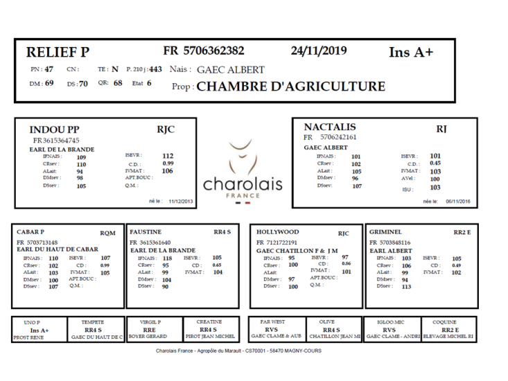 genealogie taureau charolais RELIEF P