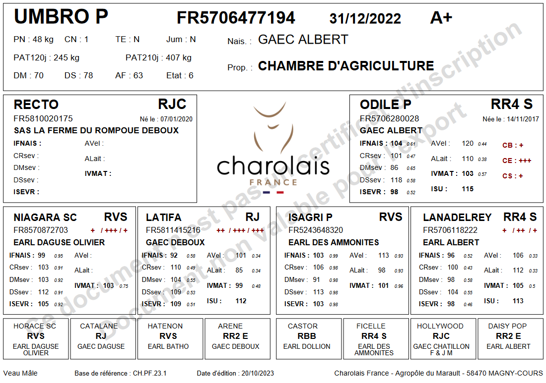 genealogie taureau charolais UMBRO PP
