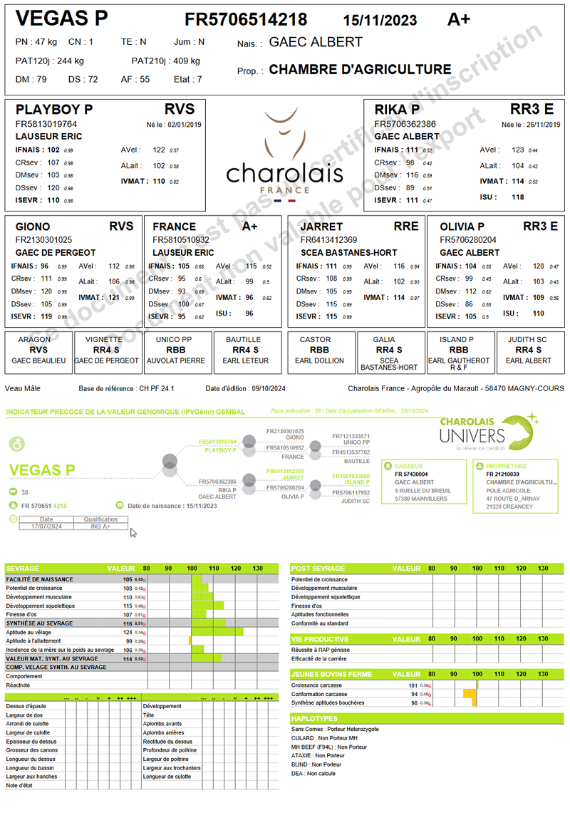 genealogie taureau charolais VEGAS P