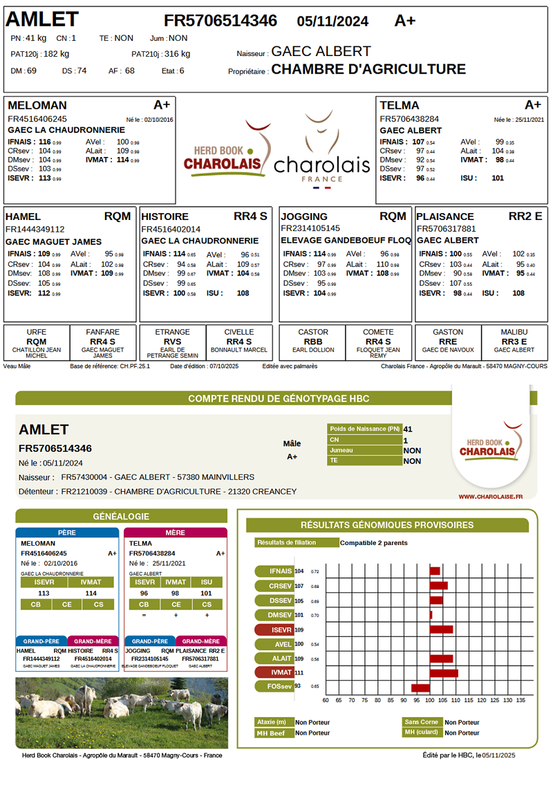 genealogie taureau charolais AMLET
