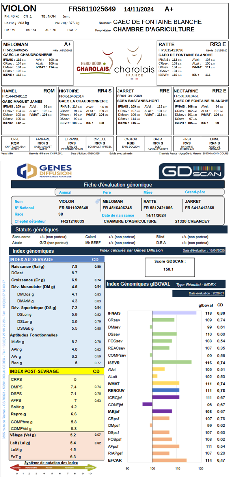 genealogie taureau charolais VIOLON