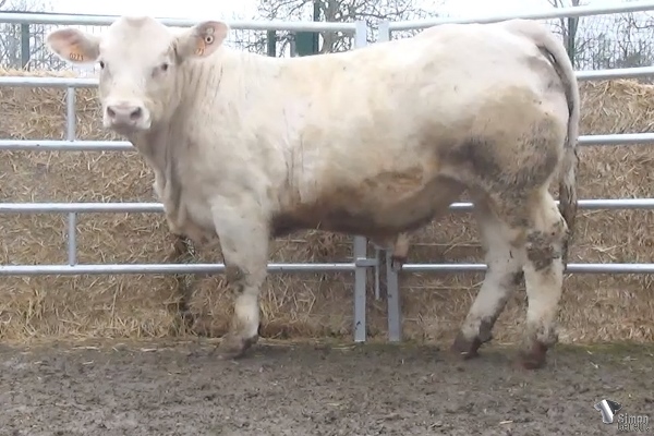 reproducteur charolais inscrit PATRON P