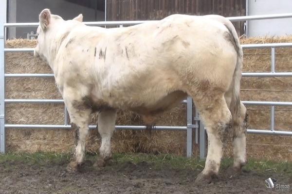 reproducteur charolais inscrit PIERROT