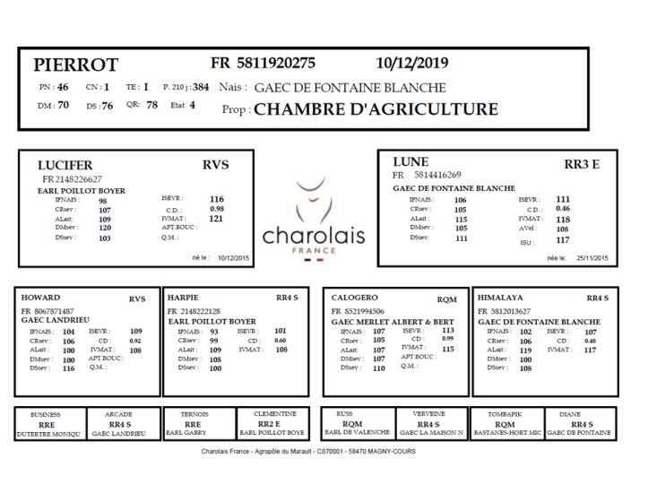 genealogie taureau charolais PIERROT