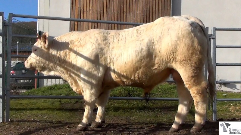 reproducteur charolais inscrit IMPERIAL