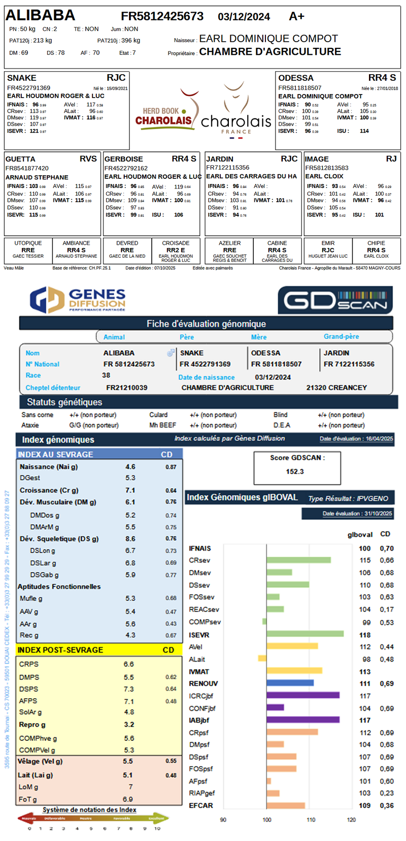 genealogie taureau charolais ALIBABA