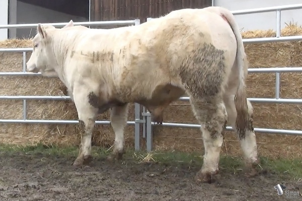 reproducteur charolais inscrit PITBULL