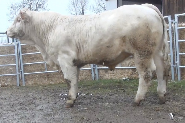 reproducteur charolais inscrit RUSS