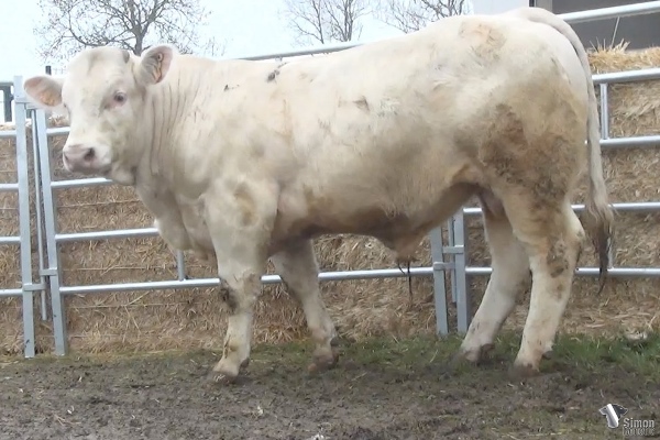 reproducteur charolais inscrit ROITELET