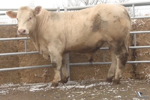 reproducteur charolais inscrit PTIPRINCE