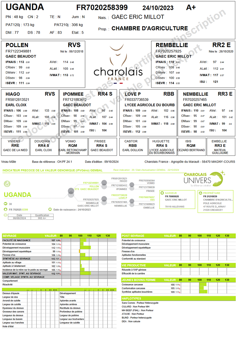 genealogie taureau charolais UGANDA