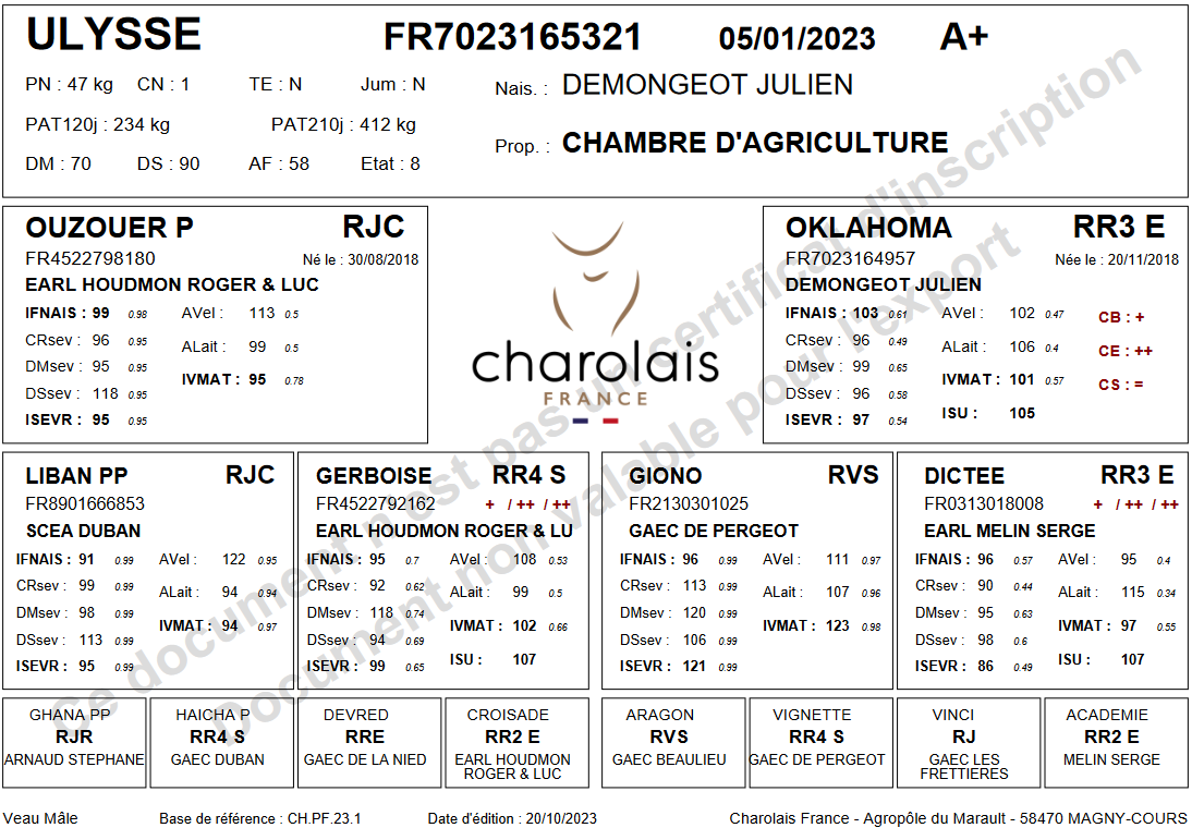 genealogie taureau charolais ULYSSE P