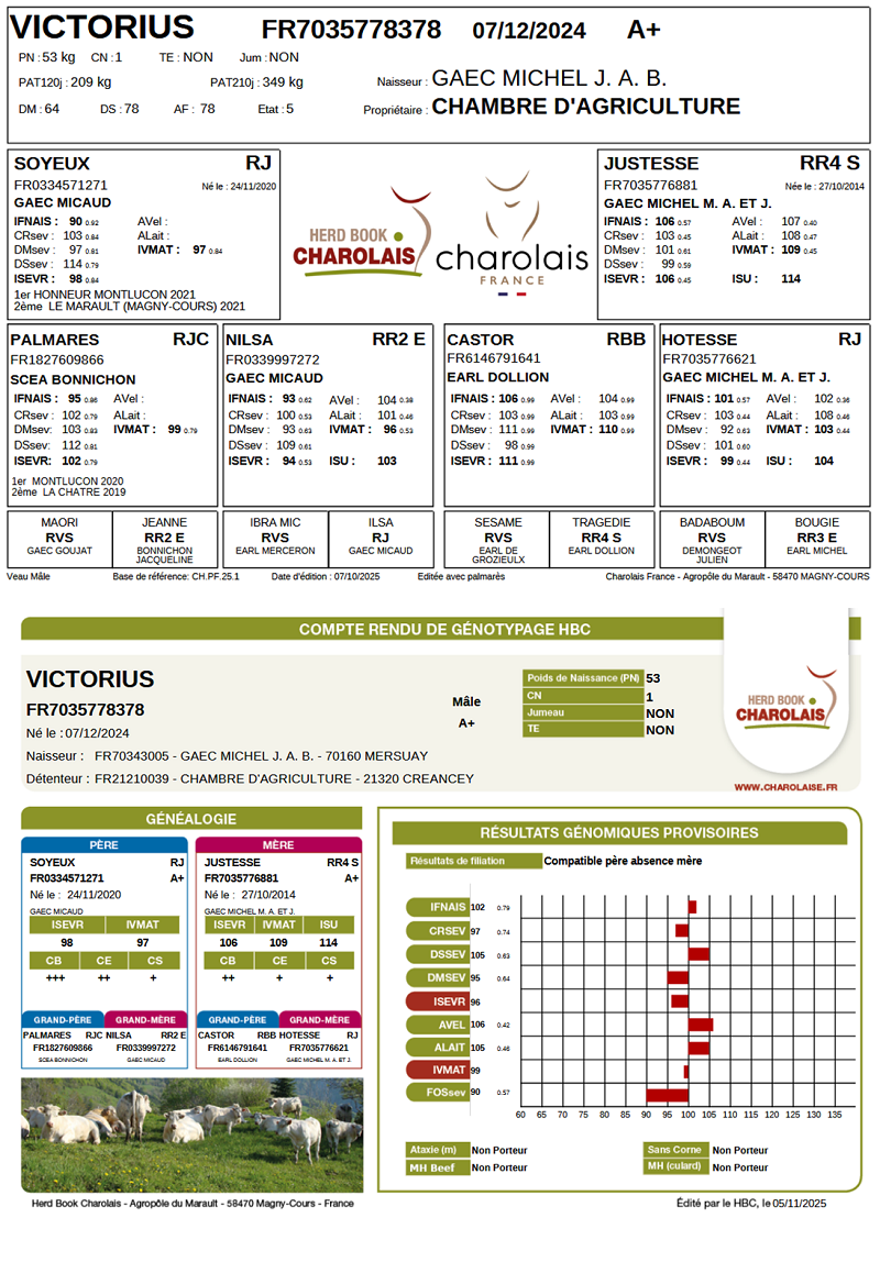 genealogie taureau charolais VICTORIUS