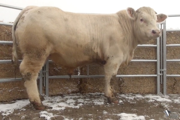 reproducteur charolais inscrit PEANUTS
