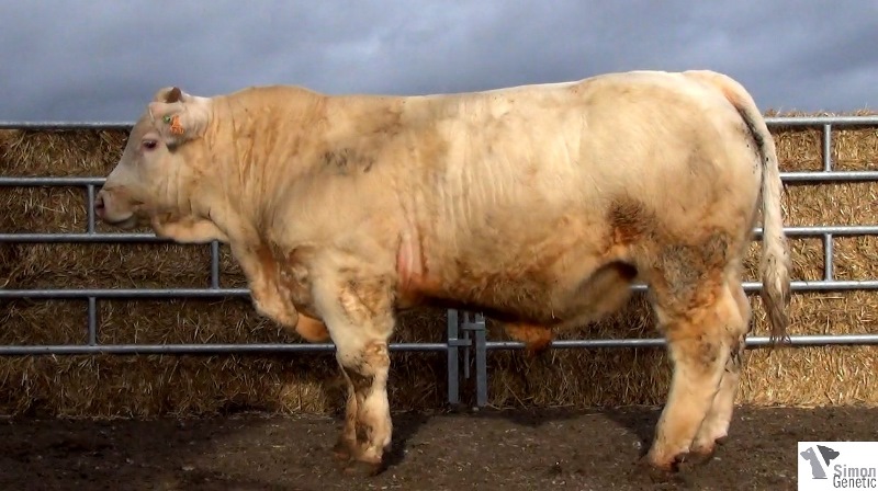 reproducteur charolais inscrit IDEM