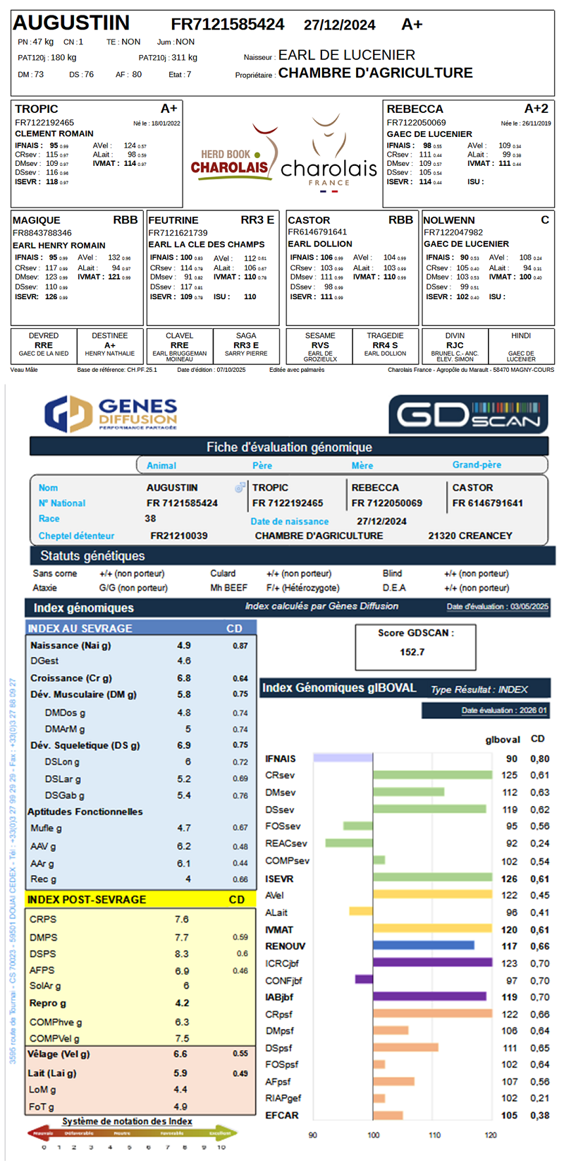 genealogie taureau charolais AUGUSTIIN