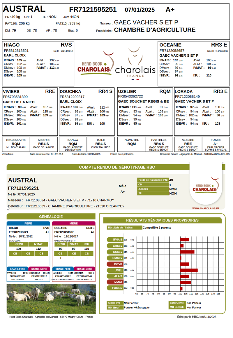 genealogie taureau charolais AUSTRAL