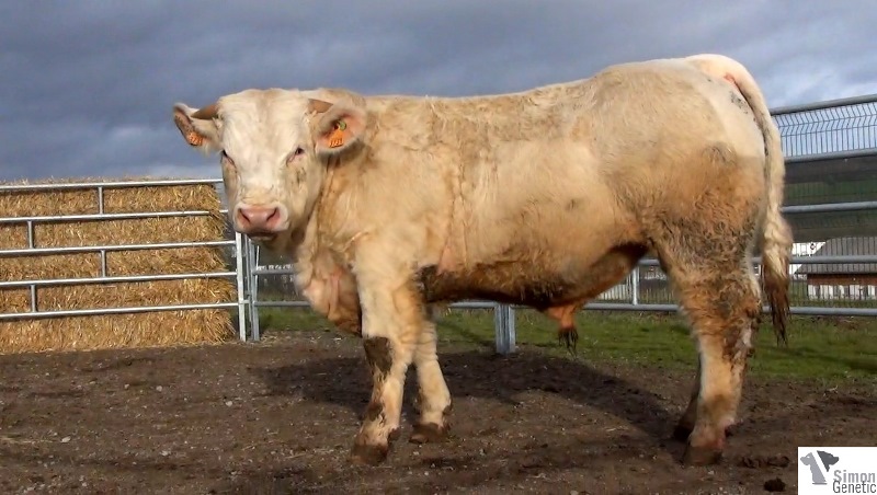 reproducteur charolais inscrit IDEALISTE