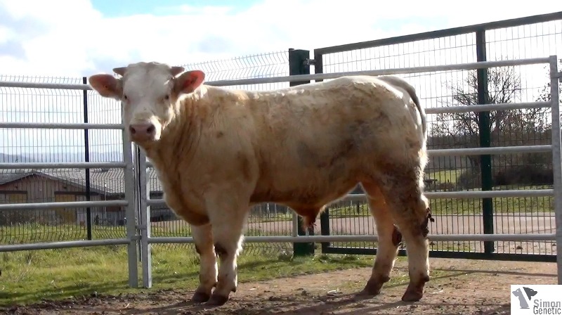reproducteur charolais inscrit ISOCELE