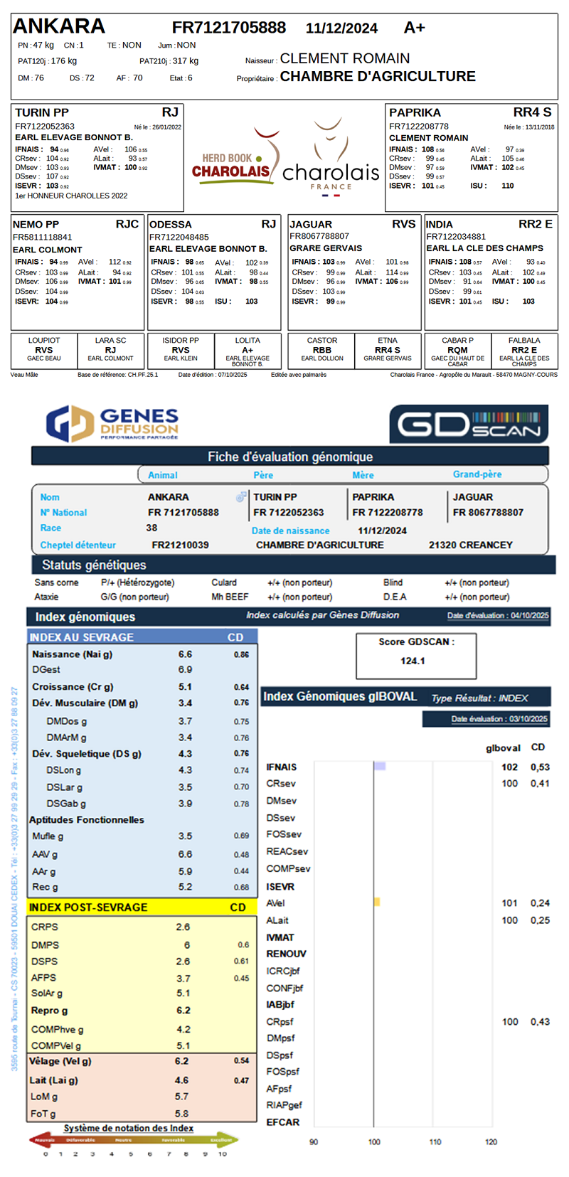 genealogie taureau charolais ANKARA