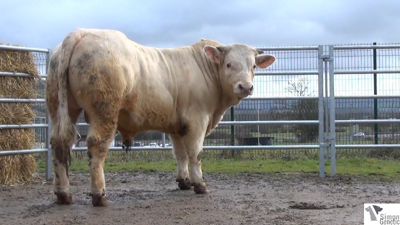 reproducteur charolais inscrit ILOT