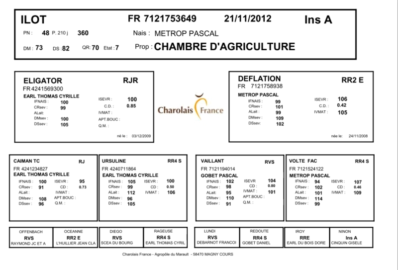 genealogie taureau charolais ILOT